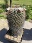 Preview: Mammillaria carnea